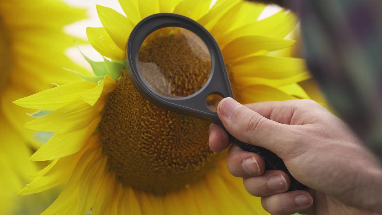 一位农民站在向日葵地里，用放大镜看着向日葵的花和种子，生态学家分析向日葵的生长。视频下载