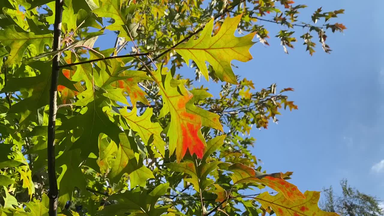 红橡树(Quercus rubra)，是北方橡树(Quercus borealis)的同义词，是山毛榉科的一种树冠很厚的树。可以在橡树或加拿大橡树的名字下找到。视频素材