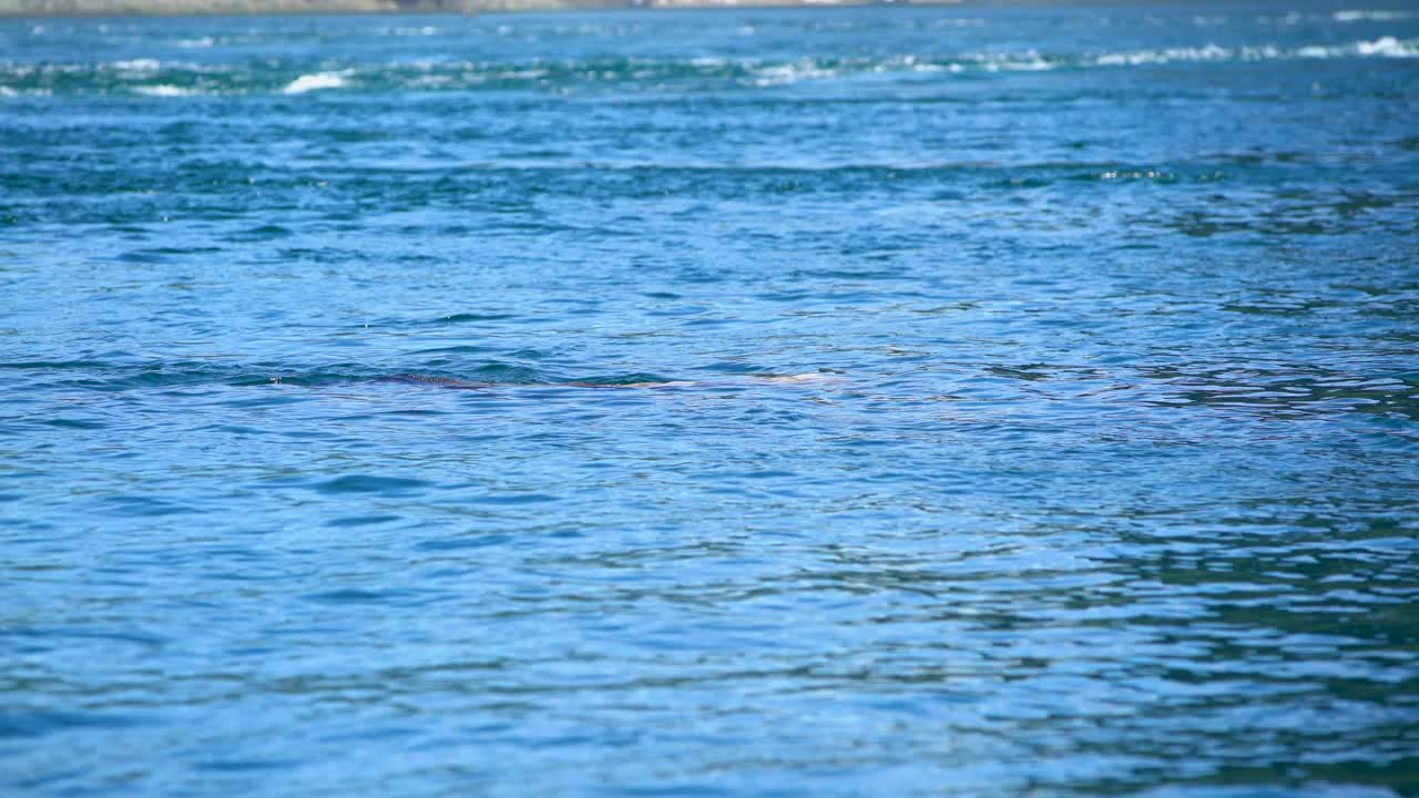 加拿大海狮游泳太平洋不列颠哥伦比亚省视频下载