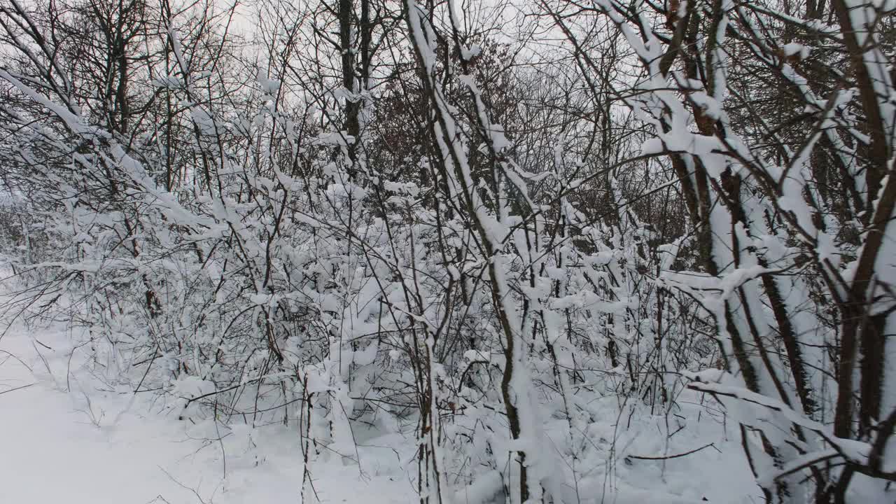 冬季森林。暴风雪过后，树木被雪覆盖。下雪期间的森林寒假。霜冻天气视频素材