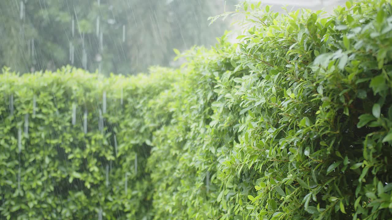 大雨的水滴落在热带绿叶植物在雨季绿化自然背景视频素材