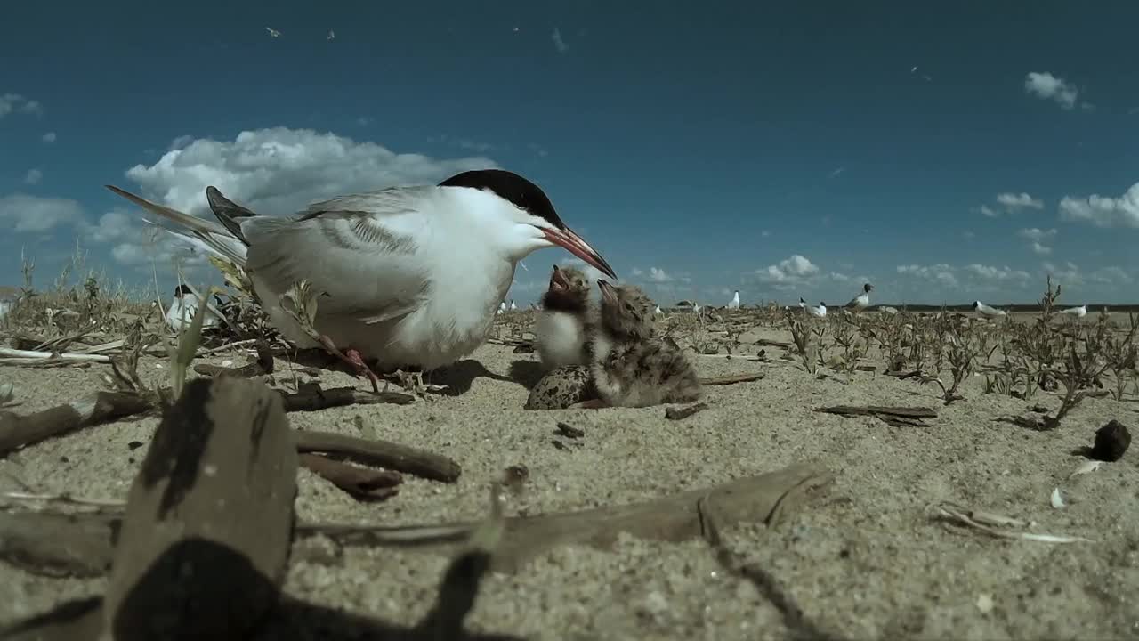 海滩上的海鸥视频下载