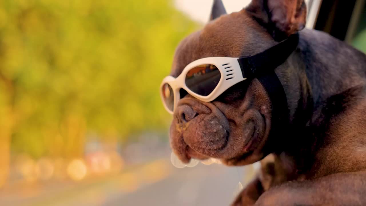 好奇又可爱的灰色法国斗牛犬，戴着护目镜，透过车窗享受着公路之旅视频素材