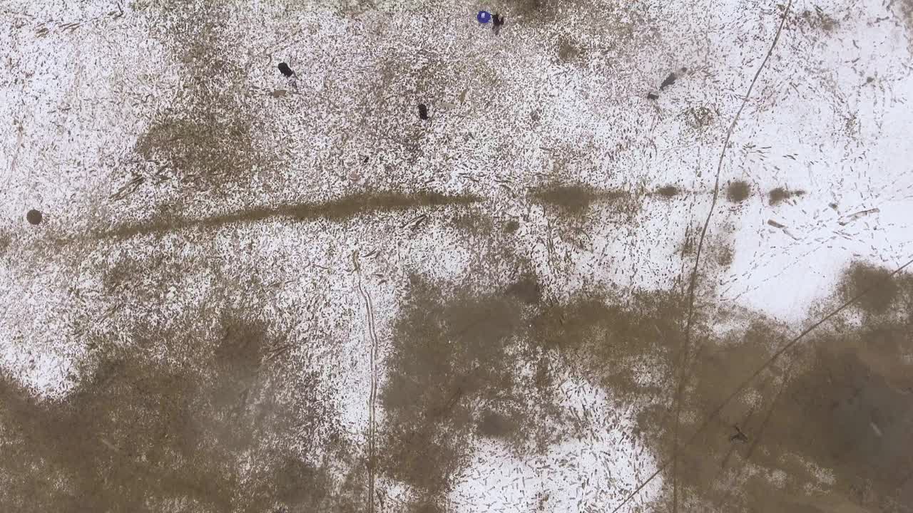 美国德克萨斯州奥斯丁，冬天的齐尔克公园里，人们带着狗视频下载
