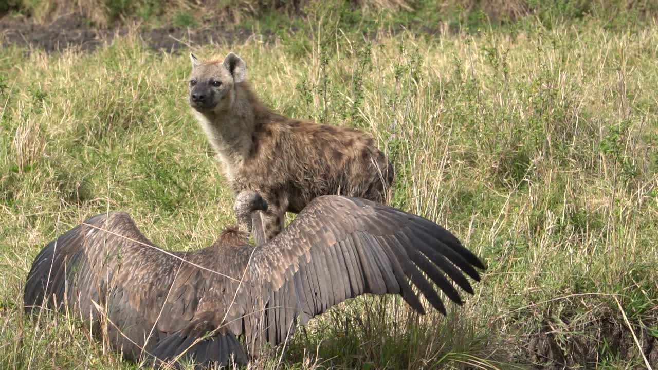 一只土狼和一只秃鹫在灌木丛中对峙。视频素材