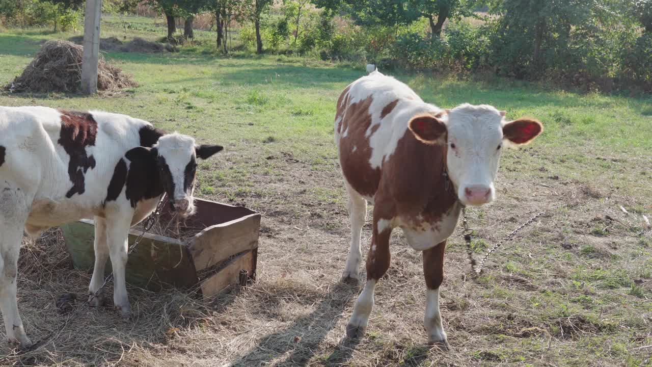 在一家私人有机农场的草地上，一头成年母牛和一头小牛正在吃草视频素材