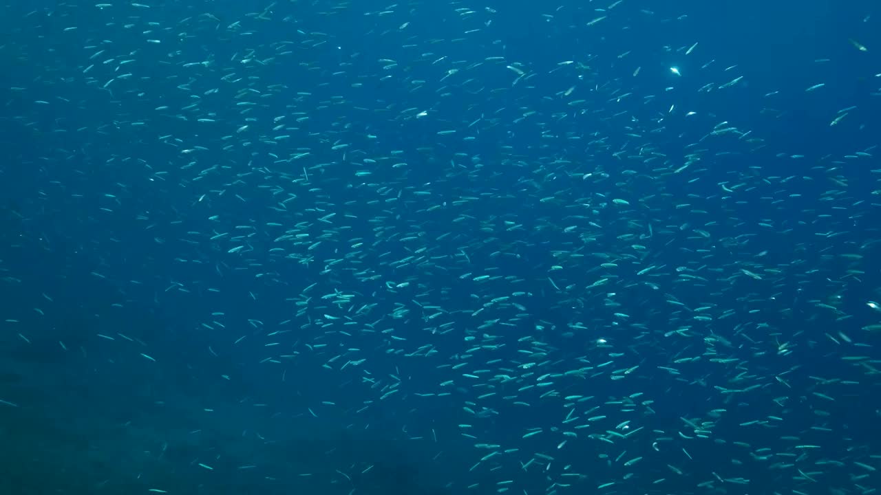 大群的蓝鲱鱼，精致的圆鲱鱼或蓝背鲱鱼(嫩鲱鱼)。阳光下，一大群小鱼在蓝色的水中游来游去。慢动作视频素材