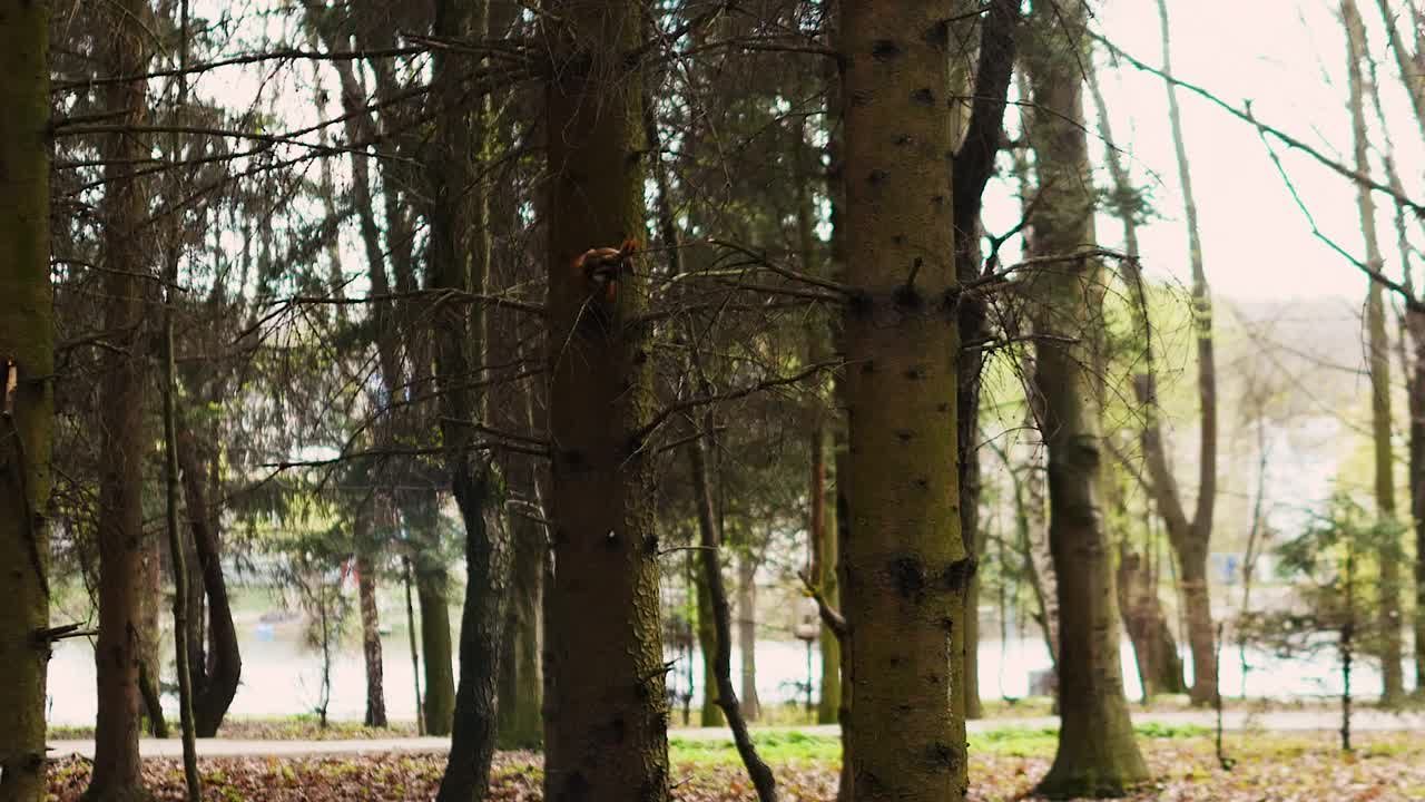 一只松鼠挂在树枝上，一只红松鼠坐在树上。视频素材