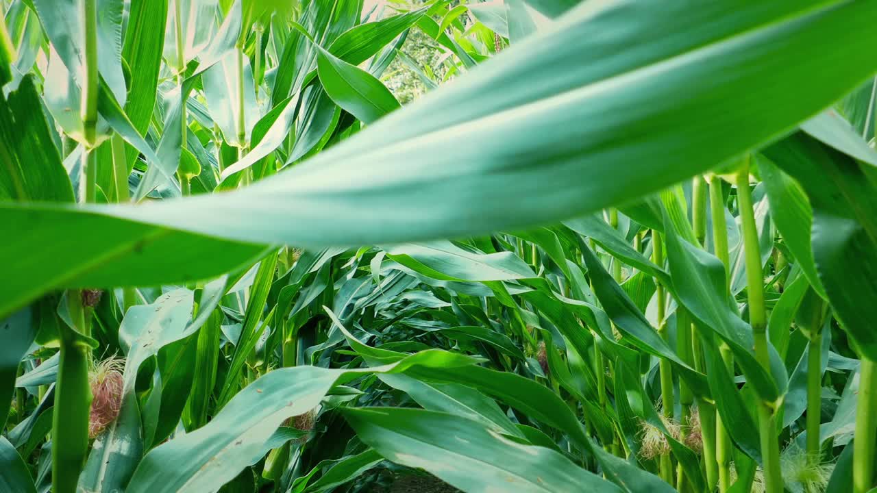 穿过玉米作物视频素材