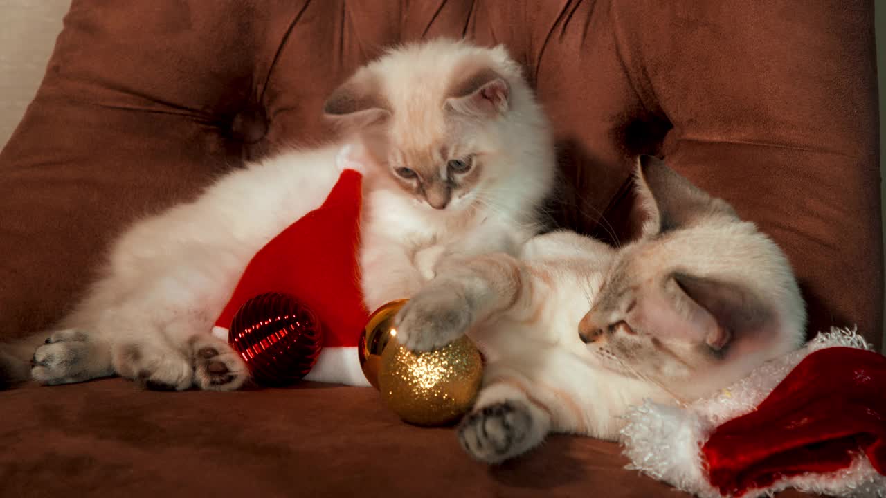 两只漂亮的小猫在沙发上玩耍。视频下载