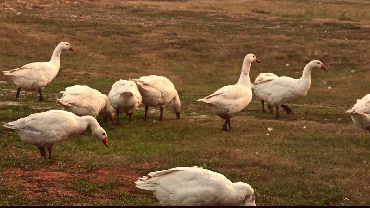 鹅在绿色的草地上走。视频下载