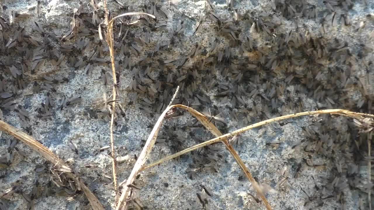 蚊子Chironomidae视频素材