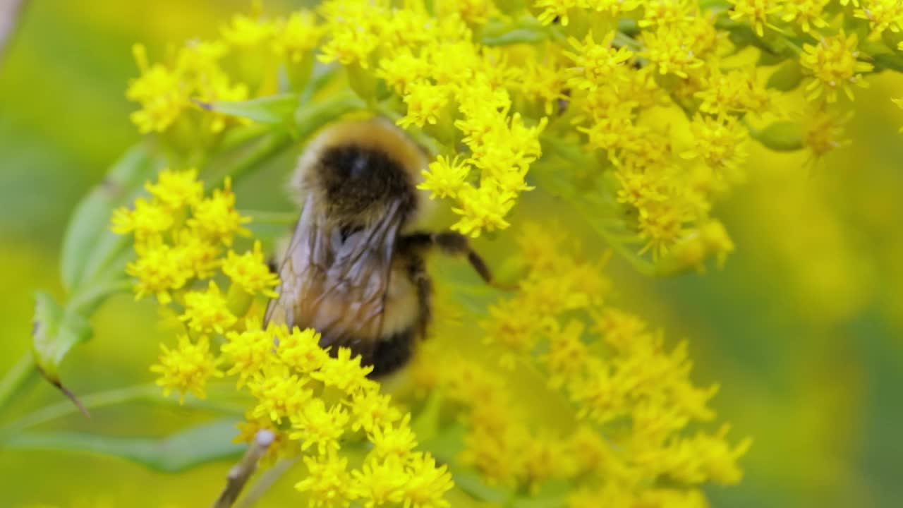 毛茸茸的大黄蜂正在授粉，并从植物的黄色花朵上采集花蜜视频素材