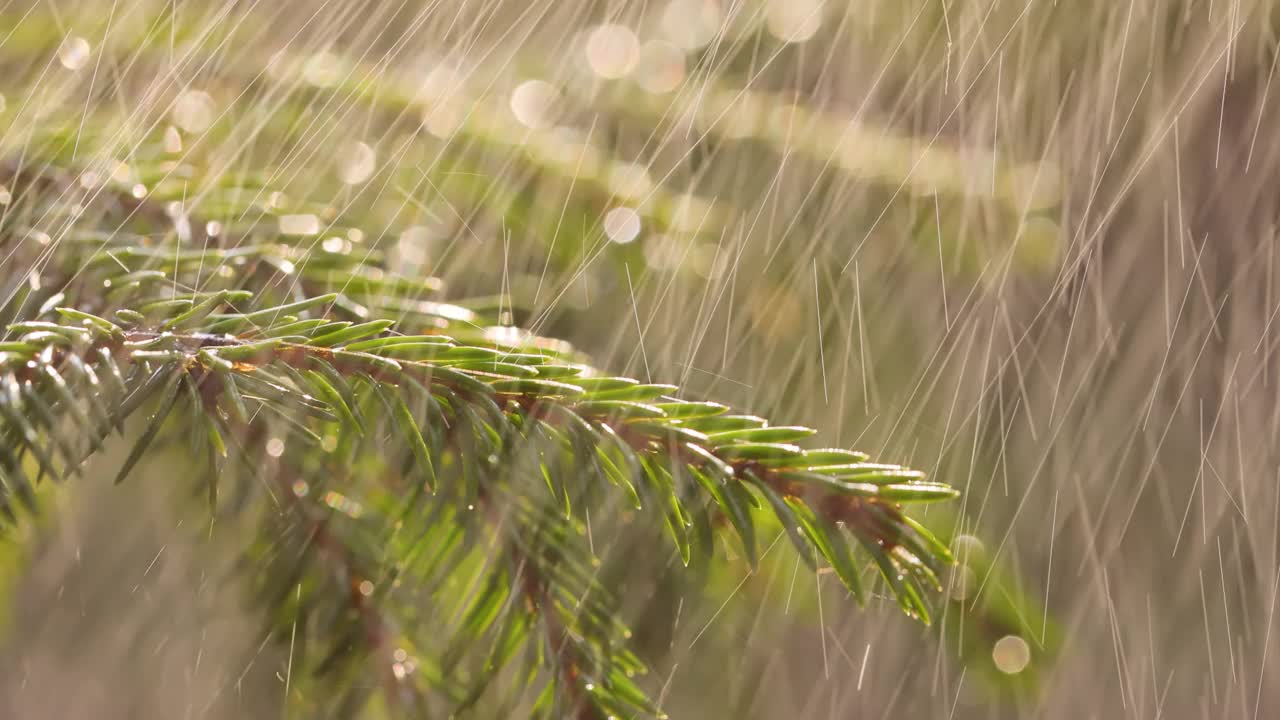 晴天下雨。雨在常绿云杉树枝的背景上的特写。视频素材