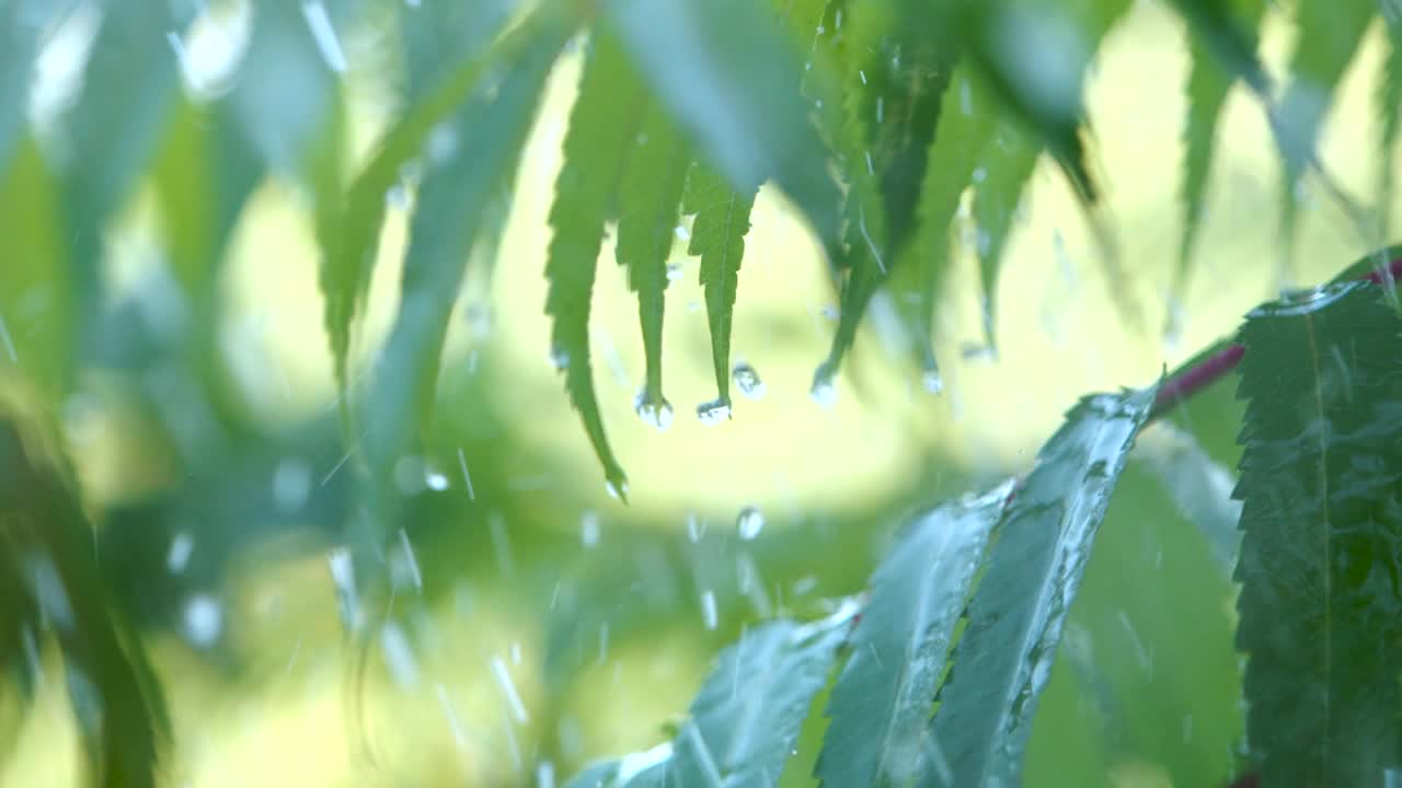 慢动作雨滴滴从绿叶蕨在下雨。特写水滴绿色叶子前景。微雨落在绿色植物叶子上。平静放松冥想和平的背景。视频素材