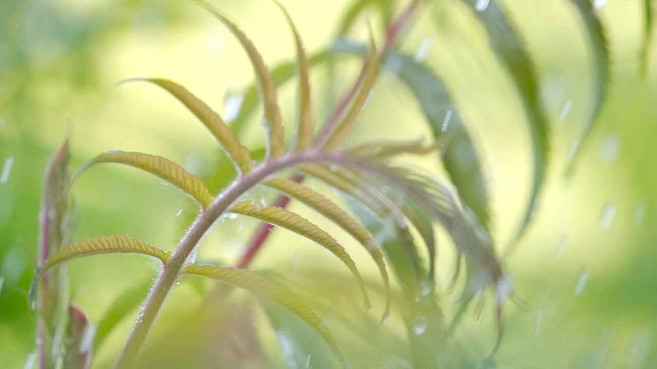 慢动作雨滴滴从绿叶蕨在下雨。特写水滴绿色叶子前景。微雨落在绿色植物叶子上。平静放松冥想和平的背景。视频素材