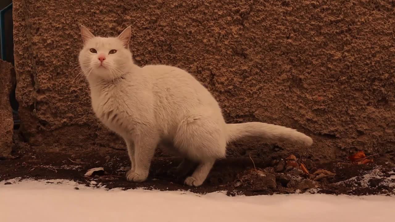 一只猫正在户外拉屎。猫在拉屎，拉，拉，拉。猫在公园拉屎或拉屎。白猫在花园里的泥土里拉屎。排泄，在院子里为小猫排便视频素材