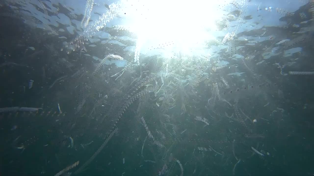 澳大利亚，海洋中的浮游生物视频素材