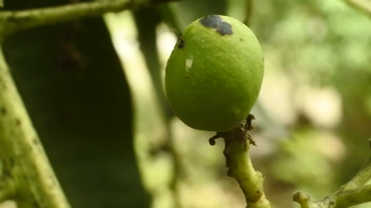 一个小芒果粘在树枝上的高清视频。水果是维生素的来源。小芒果的特写镜头。视频素材