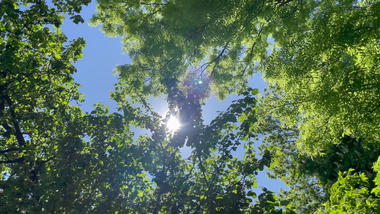 从下往上看郁郁葱葱的绿色树叶与午后的阳光。穿过绿树成荫的森林。夏天的背景视频素材