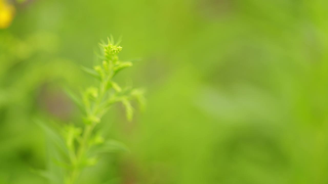 艾属鲜药用植物，背景绿色模糊视频素材
