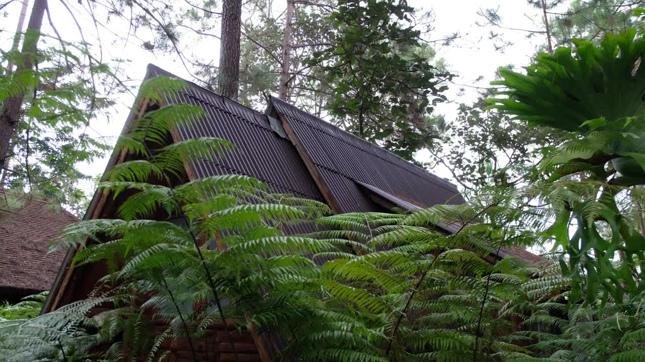 小木屋和种植在松树林中的植物视频素材