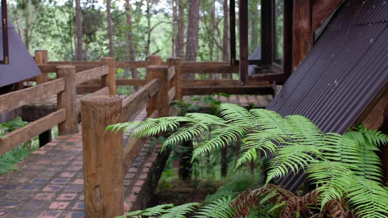 小木屋和种植在松树林中的植物视频素材
