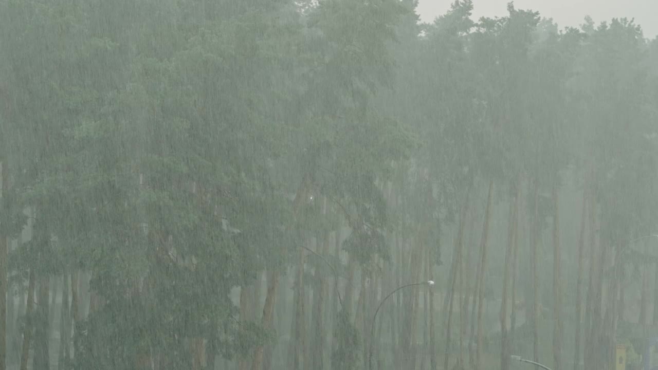 松林的夏日雷雨视频下载