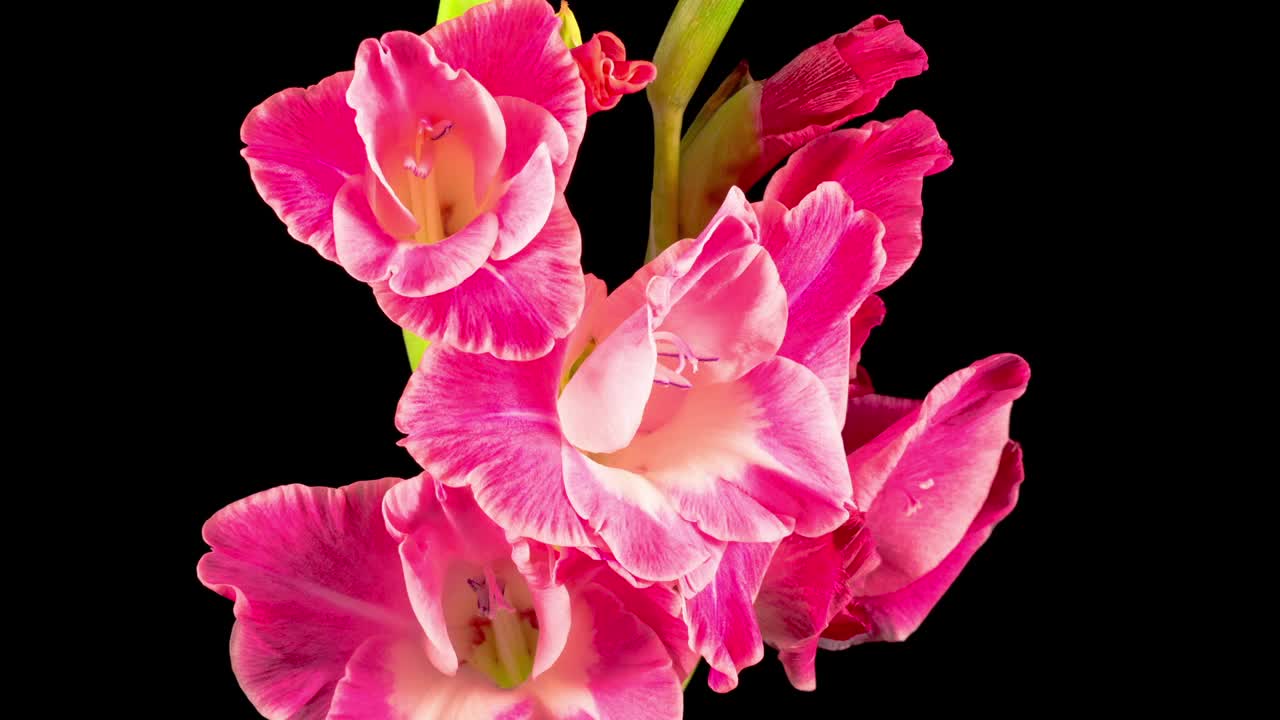 美丽的时间流逝开放粉红色剑兰花在黑色的背景视频下载
