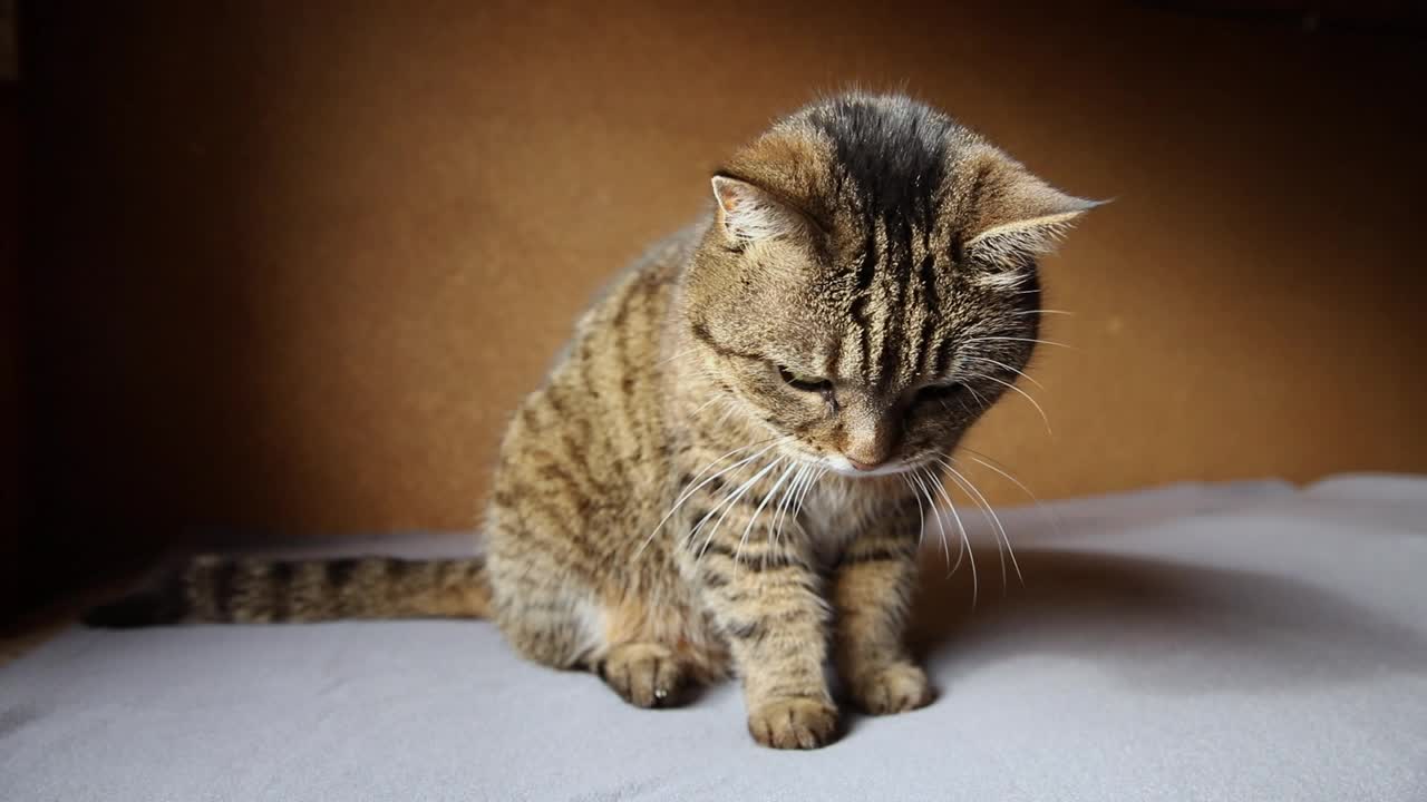 有趣的肖像傲慢的短毛家花斑猫在深棕色的背景下摆姿势。小猫在室内玩耍休息。宠物护理和动物生活理念视频素材