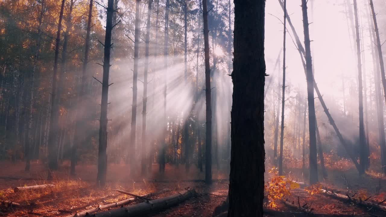 走过雾蒙蒙的秋天森林。视频下载