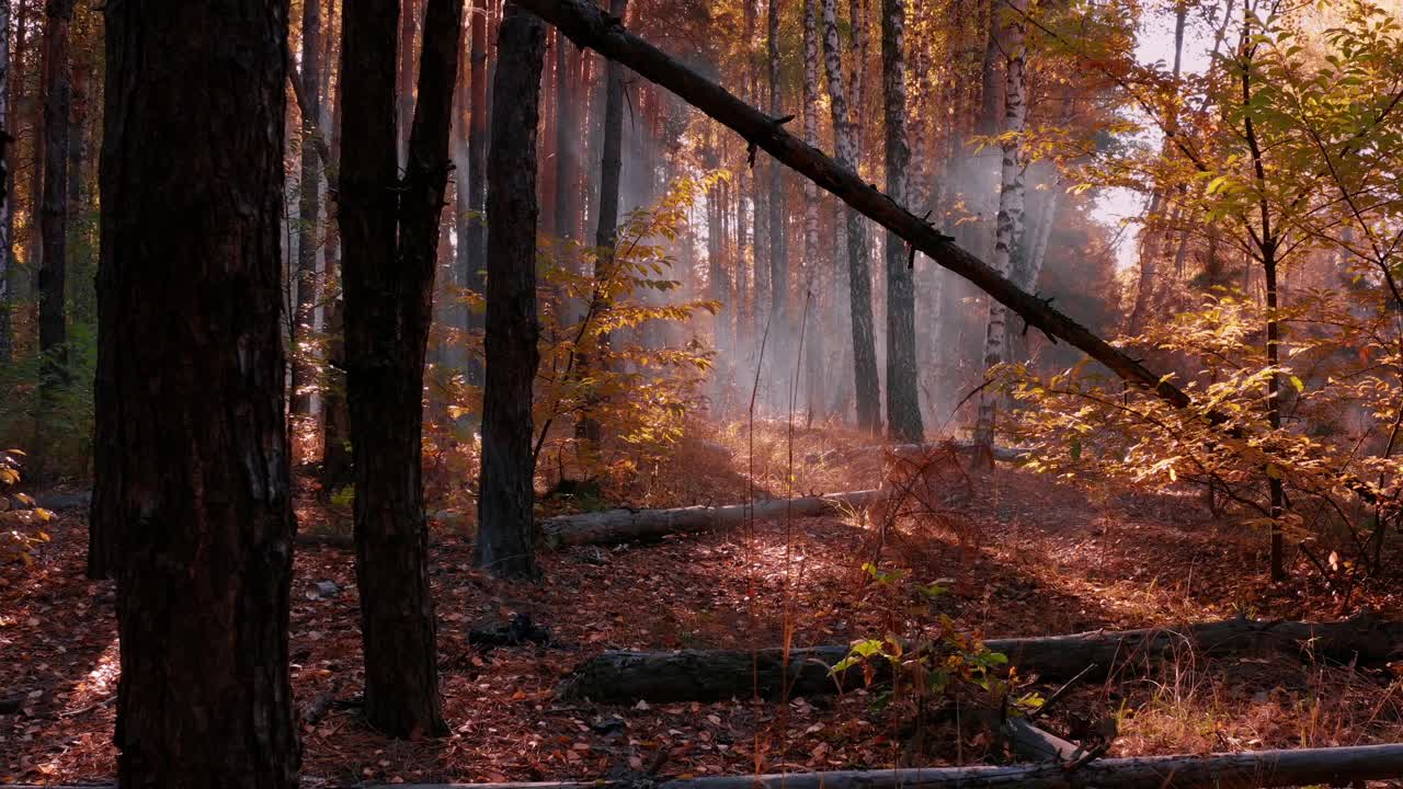 雾蒙蒙的秋天森林，明亮的阳光透过晨雾照耀。视频下载