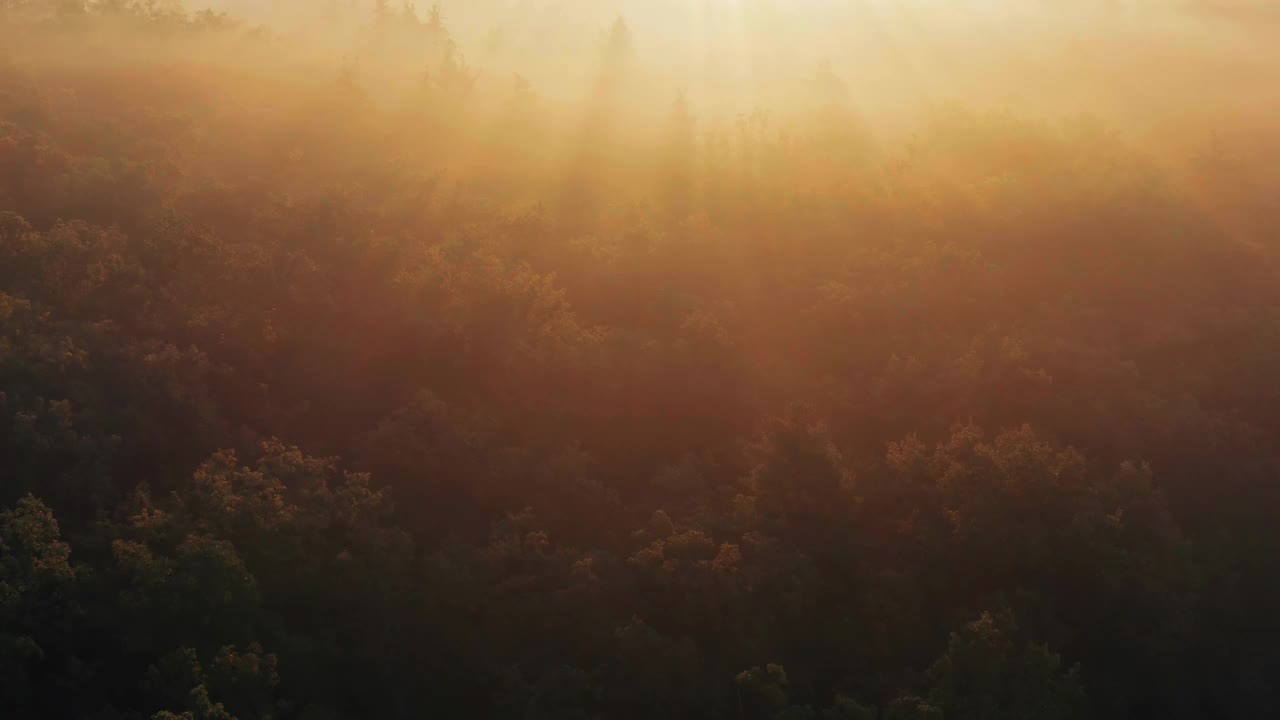 雾蒙蒙的秋天森林在日出。鸟瞰图。视频下载