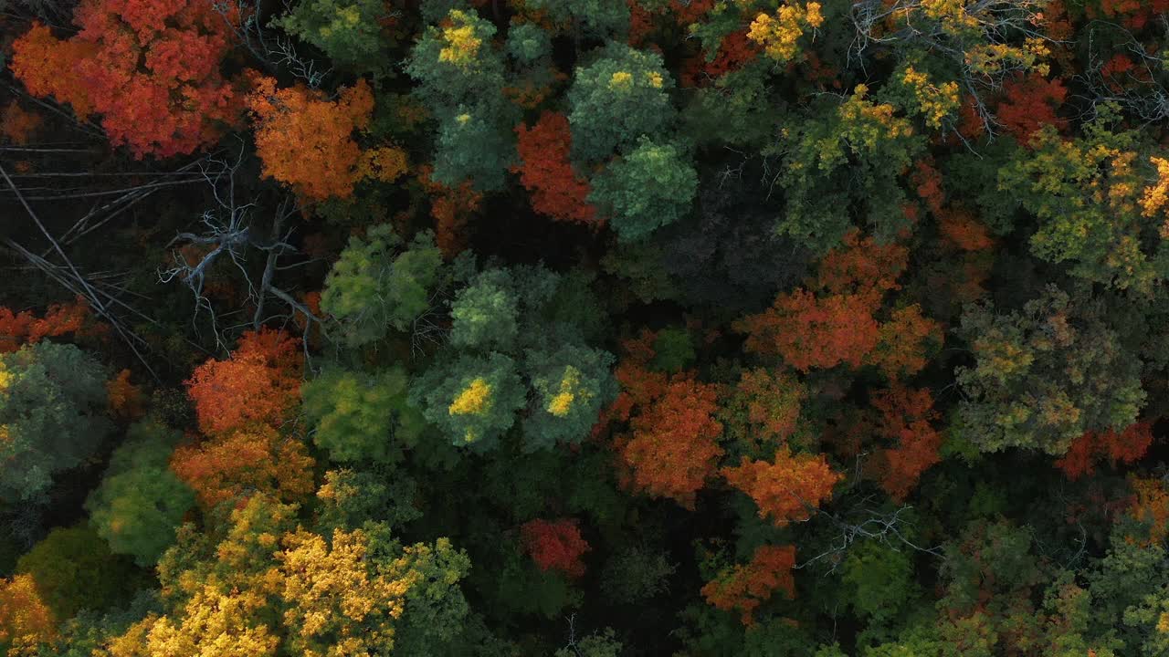 从空中俯瞰，茂密的秋天森林，色彩斑斓的树叶。视频下载