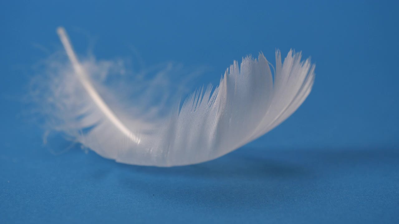 单瓣白色羽毛及其在蓝色背景上的光效果视频下载