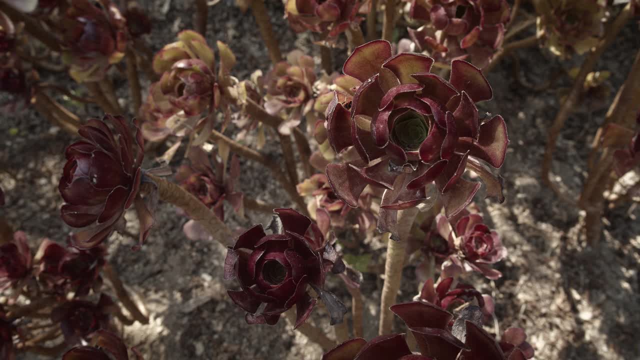 仙人掌和带花的仙人掌在阳光明媚的日子巴塞罗那视频下载