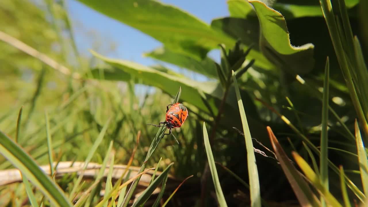 睡在草地上的萤火虫
红黑条纹臭虫。
它也被称为带有黑点的红虫。
臭虫,昆虫,昆虫。
动物,动物。
野生动物,野生自然。
春天,夏天视频素材