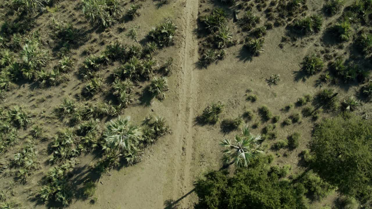 在莫桑比克戈龙戈萨国家公园，一辆空中越野车正在行驶视频素材