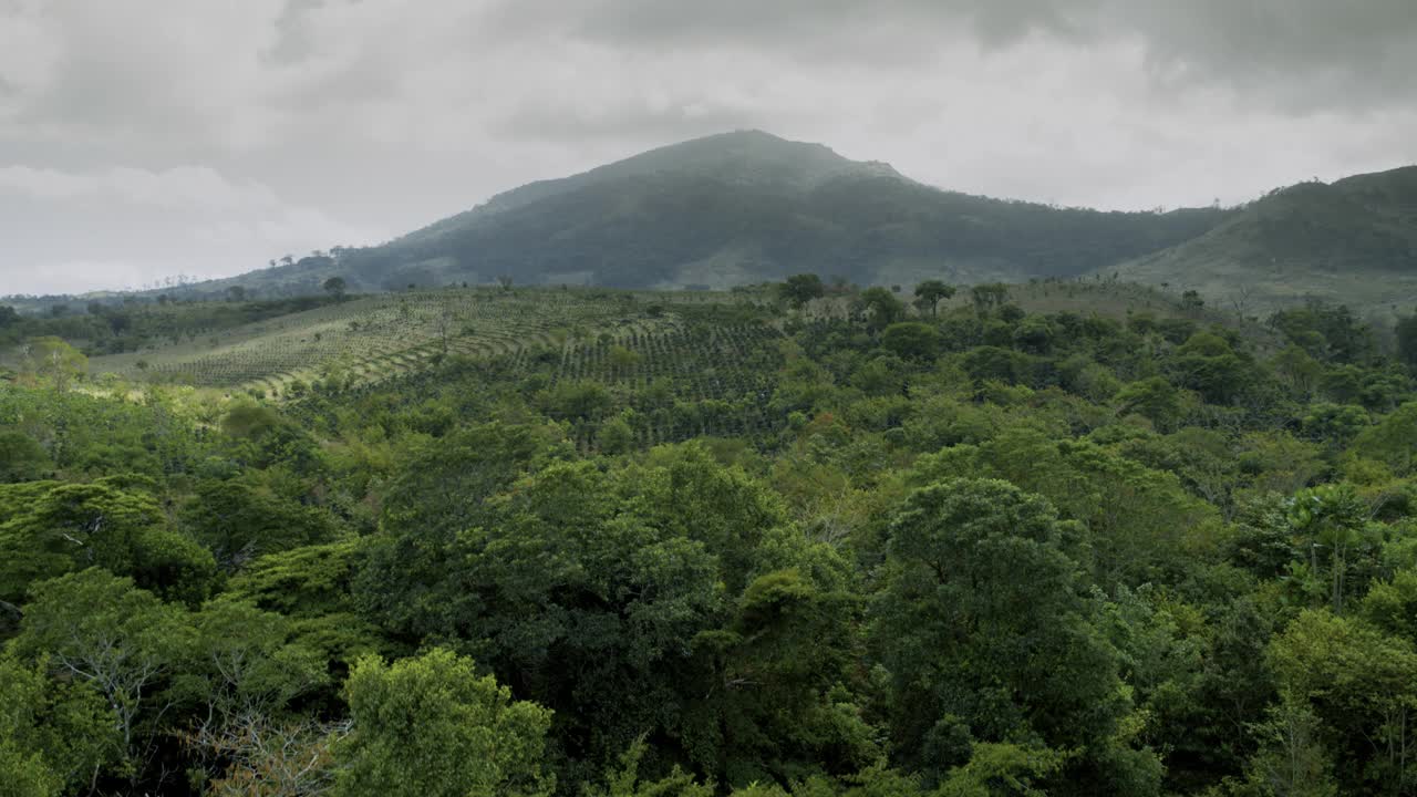 莫桑比克的空中咖啡种植园视频素材