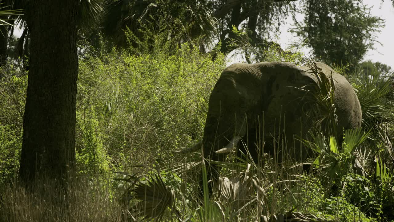 大象拍打耳朵，莫桑比克视频素材