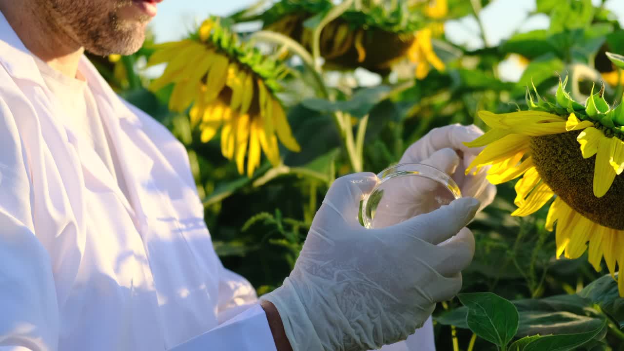 实验室助理检查青翠的植物生长。农业产业。向日葵。视频购买