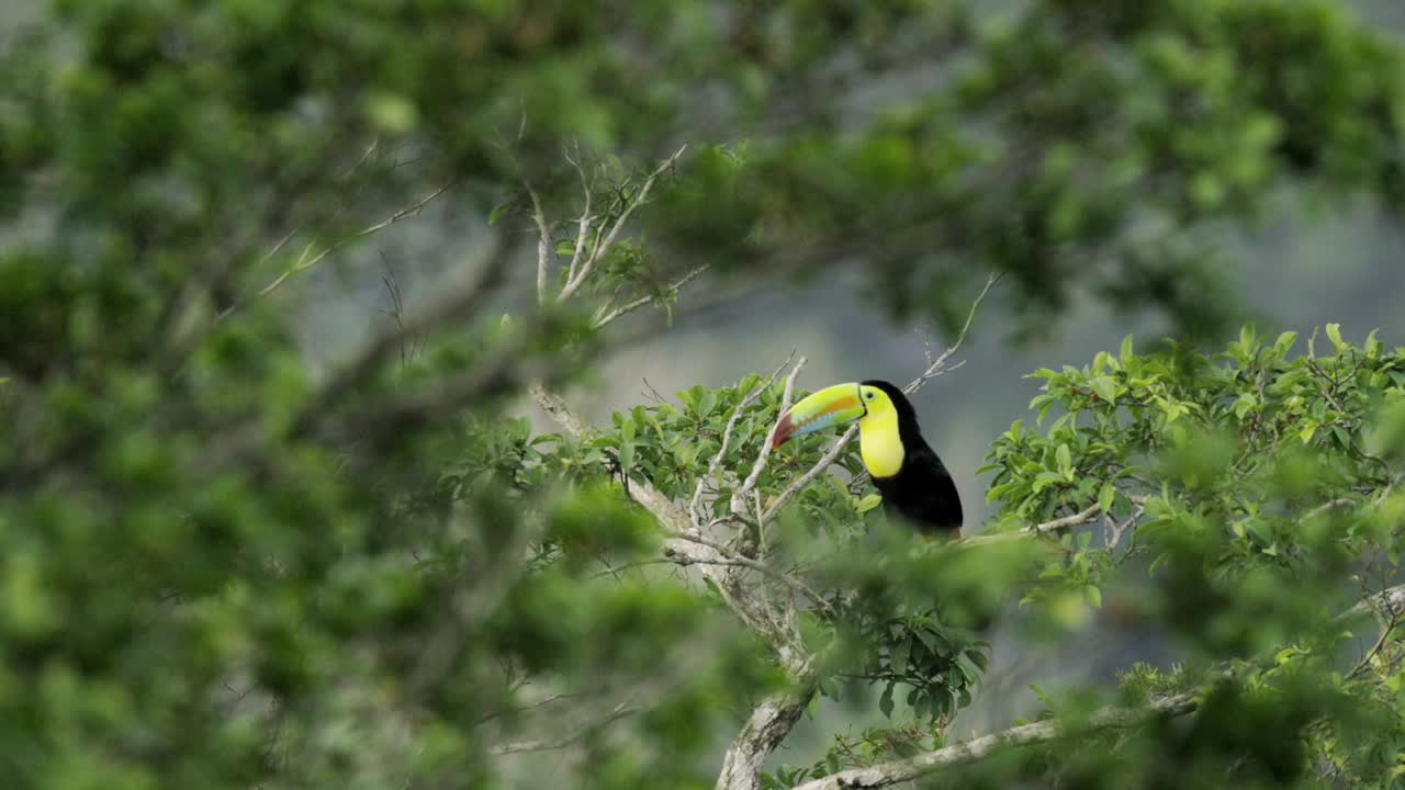 巴拿马，查格雷斯森林里的鸟视频下载