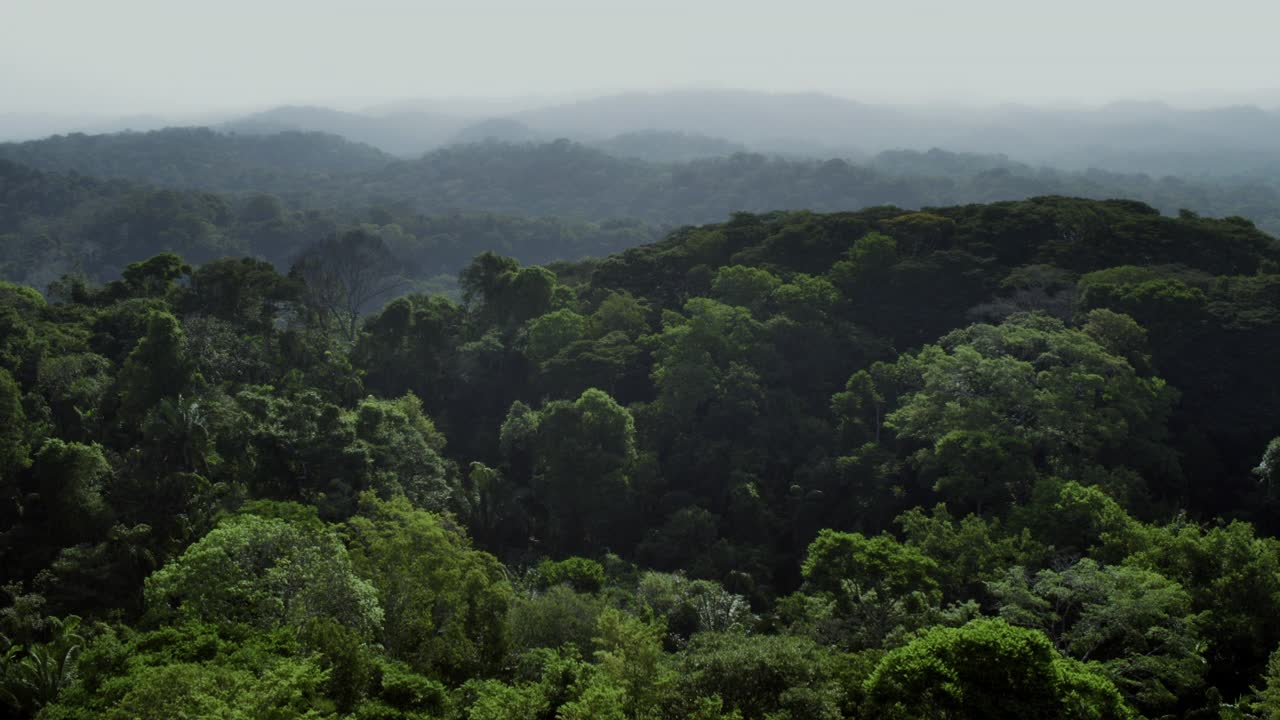 巴拿马查格雷斯森林上空上升视频素材