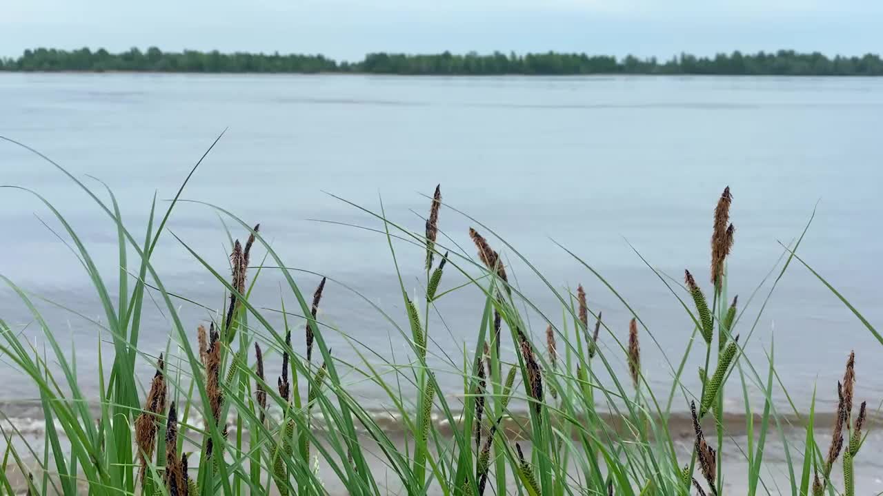 水景与甘蔗。河边随风摇曳的芦苇。慢动作视频素材