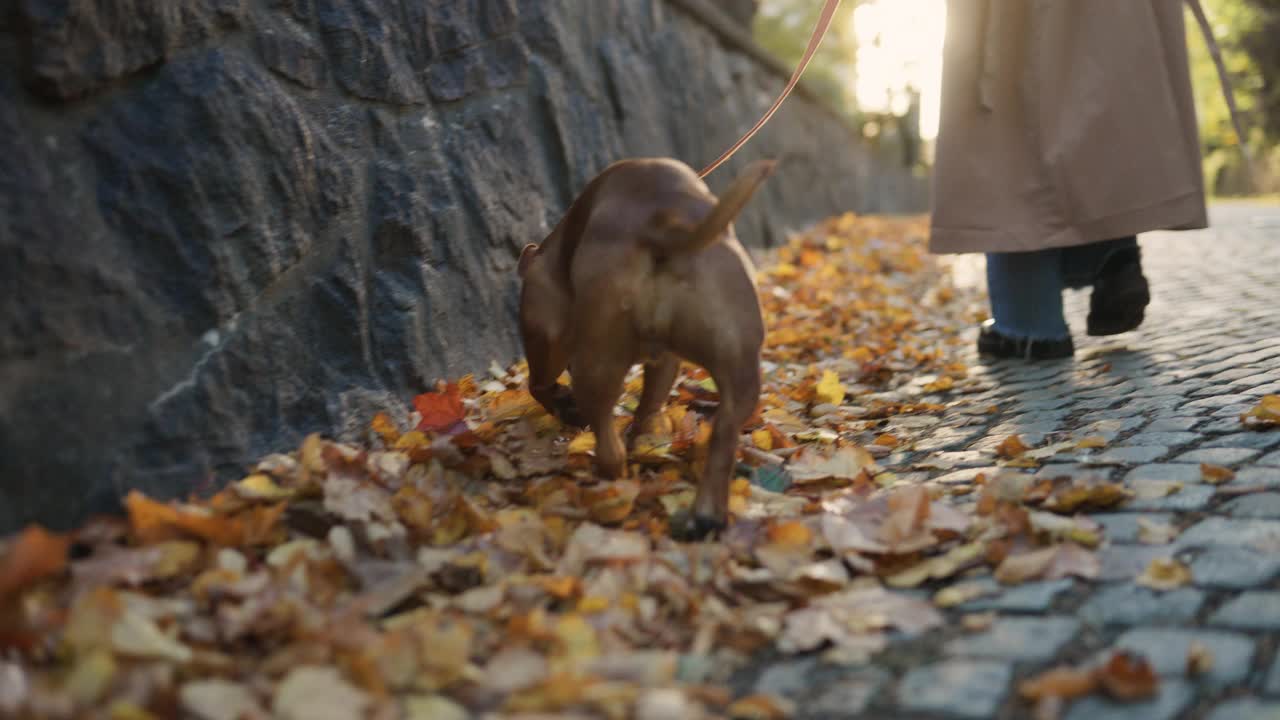 牛头梗在秋天的阳光下散步视频素材