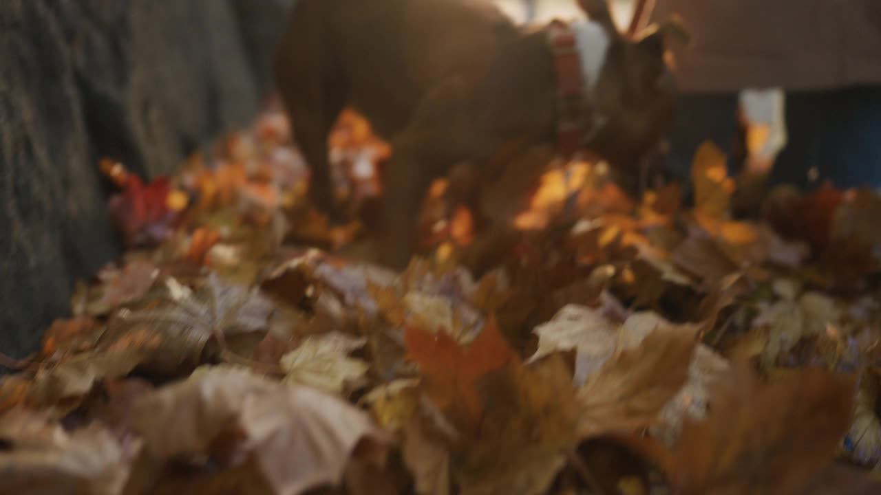 牛头梗在秋天的阳光下散步视频素材