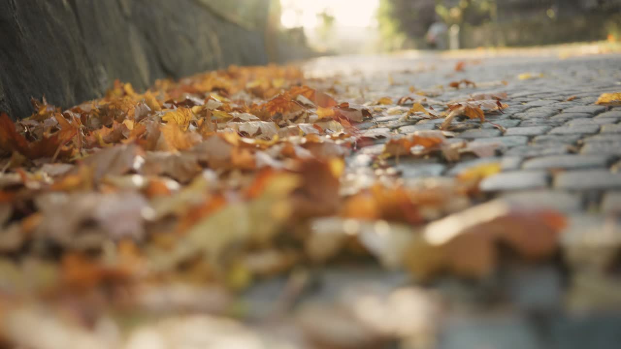 成堆的秋叶视频下载