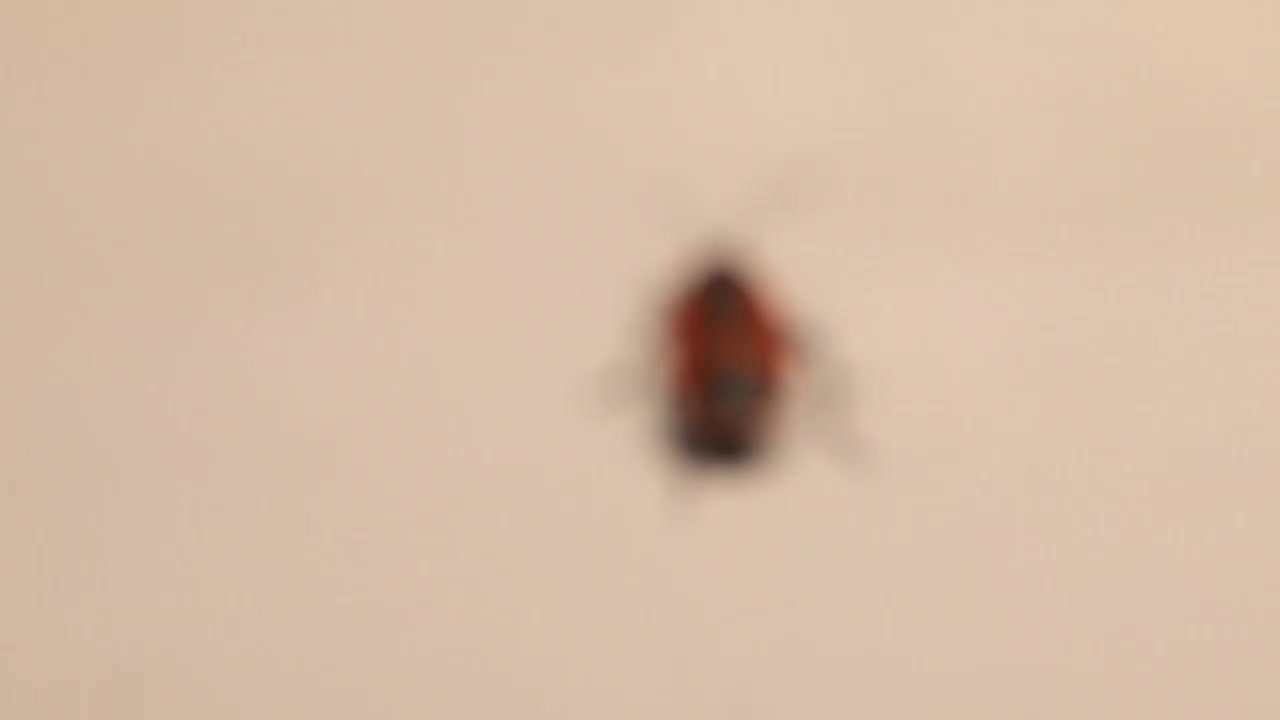 白色背景上的Firebug
红黑条纹臭虫分离。
它也被称为带有黑点的红虫。
臭虫,昆虫,昆虫。
动物，动物，野生动物，野生自然，森林。
春天,夏天视频素材