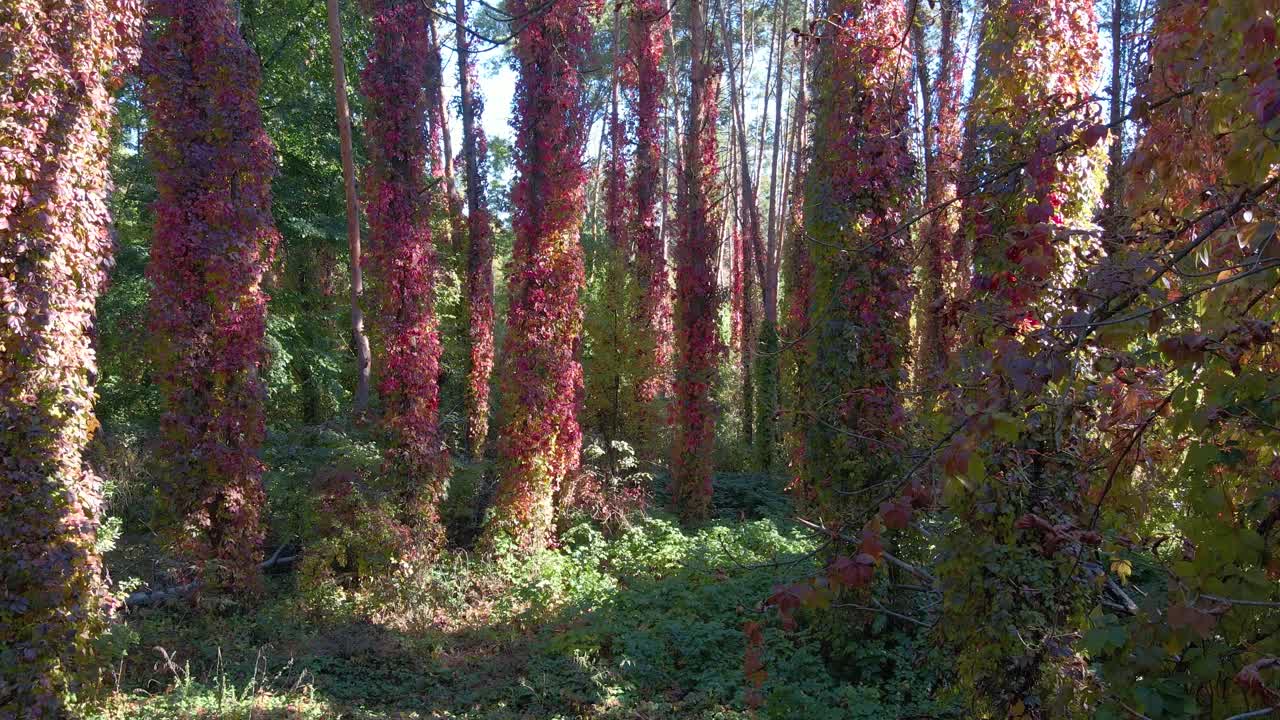 美丽的秋天森林与常春藤覆盖的树木视频素材