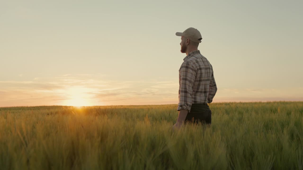 日落时分，一位农民正穿过麦田。他用手抚摸着小穗。他在看美丽的日落。4 k视频下载